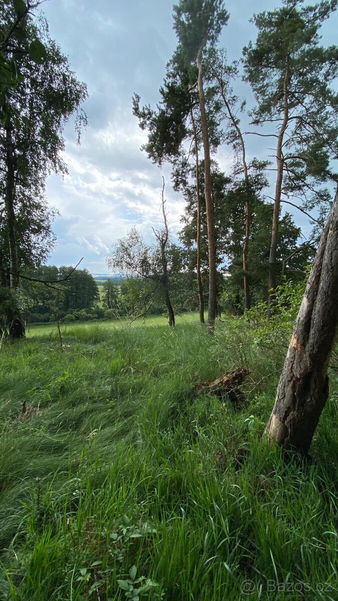 Prodej lesního pozemku - 10