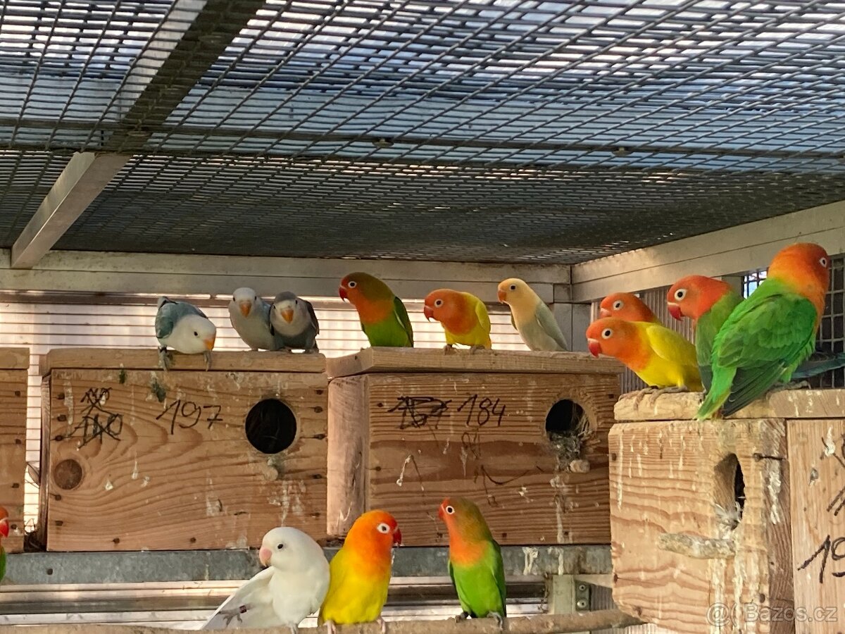 agapornis fischeri - 10