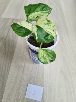 Rostliny, kytky, pokojovky - 10