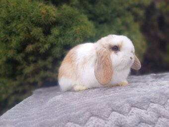 ★Poslední Volný Sameček Zakrslý Beránek MiniLop★ - 10