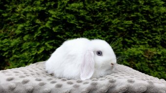 Zakrslý beránek, králíček, králík - HOLLY - 10
