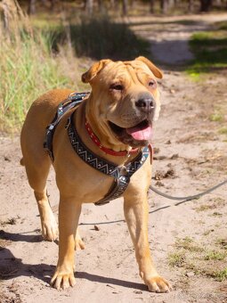 VANILKA K ADOPCI - vděčná, umazlená, CHCE DOMŮ:( - 10