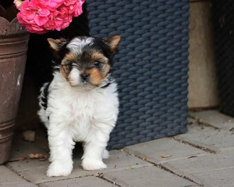 Biewer terriér- jorkšírský - fenka - 10