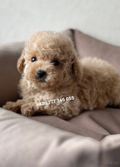 Maltipoo, fenka Murka 1000€‼️ - 10