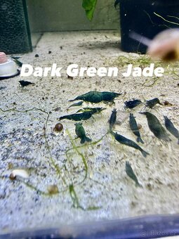 Krevetky Neocaridina, Endlerky - 10