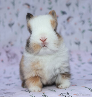 Zakrslý králíček sameček krátkouchý LOT . - 10