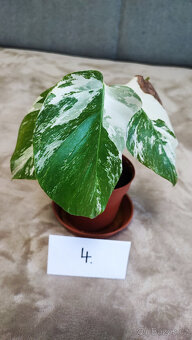 Panašovaná Monstera albo - 10