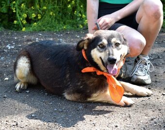 ELVIRA K ADOPCI - 2 ROKY, MILÁ, PŘÁTELSKÁ,KONTAKTNÍ - 10