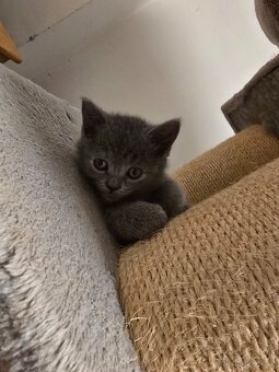 britská modrá kotatka - 10