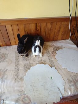 Zakrslý králík - 10