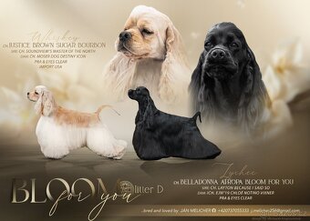 Americký kokršpaněl s PP - 10