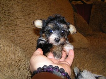 Štěňátka Biewer Yorkshire Terrier - 2 fenečky - 10
