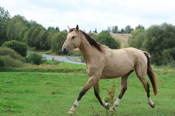 Prodám 4-letého hřebce KK, - 10