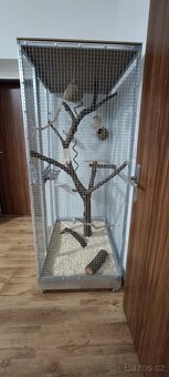 Vakoveverka 🐿️ Létavá - 10