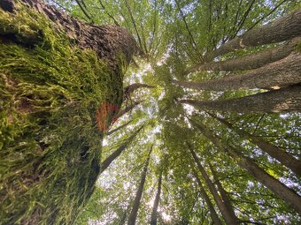 Prodej půvabného domu + stavební parcela v Malém Ježově, obe - 10