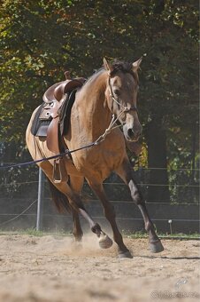 2 letá klisna Lusitano x P.r.e - 10