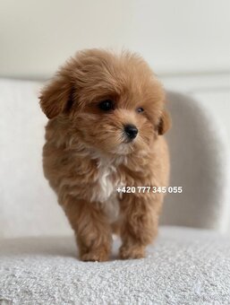 Maltipoo F1 Caramel | Lina - 10