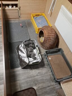KOČKA KARTOUZSKÁ KOTATA - 10