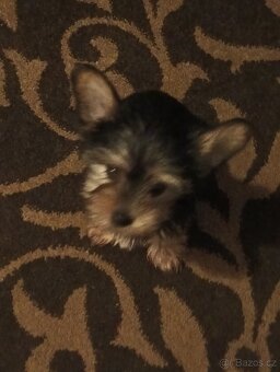 Jorkšírský teriér bez pp - 10