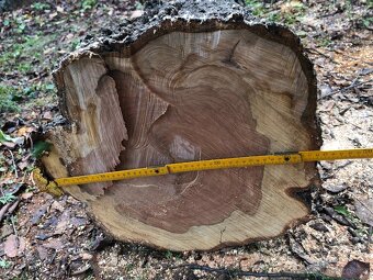 Prodám kmen třešně - vhodné pro řezbáře nebo stolaře - 10