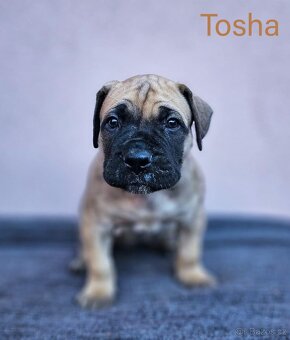 Boerboel - štěňata s PP (FCI) - 10