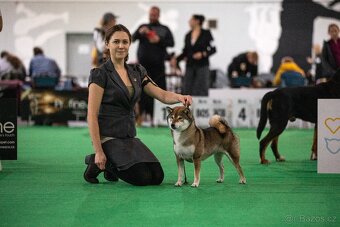 SHIBA štěňata k rezervaci - 10
