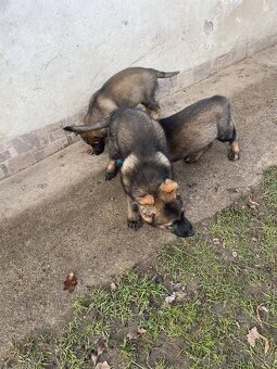 Německý ovčák - 10