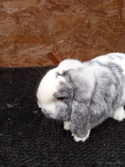 Zakrslý beran rhönský - 10