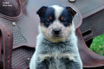 Austrálsky honacky pes ACD CATTLE DOG - 10