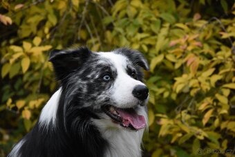 Krycí pes border kolie s PP FCI, nabídka krytí - 10