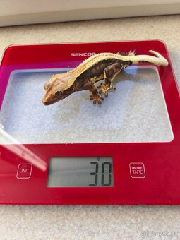 Pagekon řasnatý 0.1 LW - 10