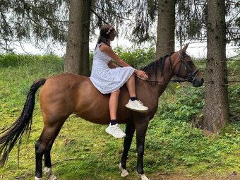 Dva koně pro začátečníky - 10