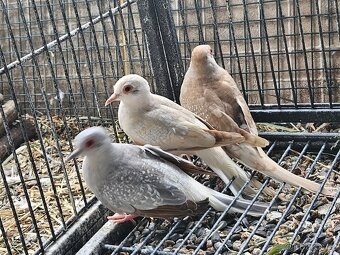 Agapornis růžohrdlý,Holoubek diamantový - 10