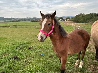 Welsh Cob D - kobylka - 10