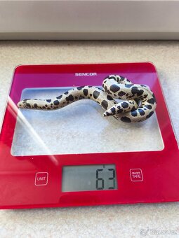 Eryx Colubrinus - Hroznýšek pestrý 0.1 - 10