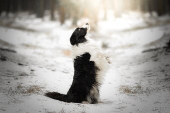 Border kolie s PP krycí pes - 10