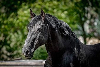LUXUSNÍ Lusitano hřebeček - 10