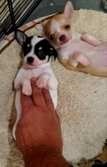Prodám krásná štěňátka čivavy bez PP – 7 týdnů - 10