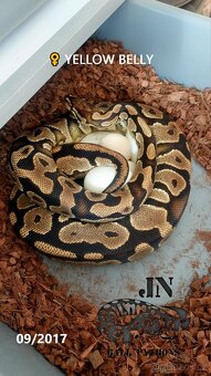 Krajta královská (Python regius) - 10