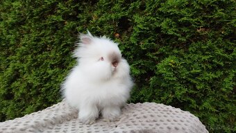Zakrslý králík, králíček -(TEDDY)-ONDŘEJ A OTA - 10