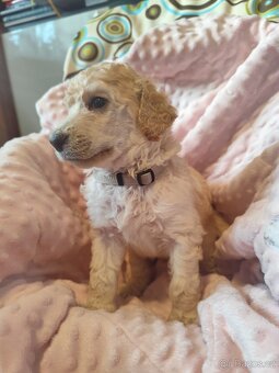 Pudl velký bílý - 10