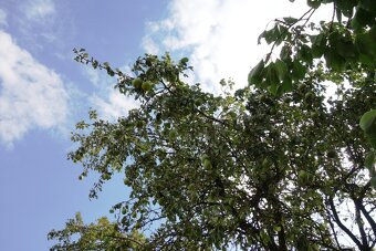 Zahrada - polosamota - 10