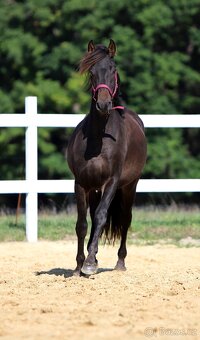 ______Valášek Barock pinto - Frís___ - 10