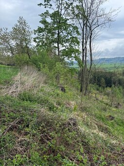 Prodám lesní pozemky v k.ú. Bukovina u Čisté. - 10