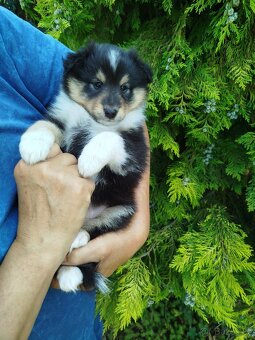 Šeltie / sheltie štěně s PP z Pozdeňské vísky - 10