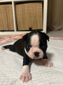 Bostonský teriér - 10