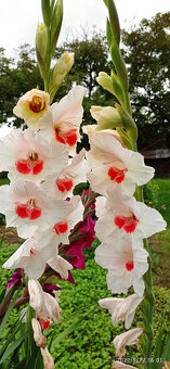 Cibule MEČÍKů - - - viz text a foto - 10