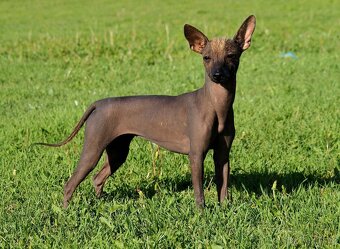 Mexický naháč miniatúrny- mini xolo s PP - 10