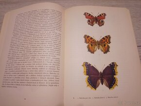 Motýli, pavouci - 10