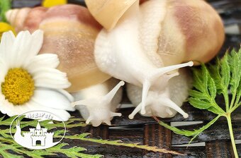 Africký šnek Lissachatina fulica rodatzi albino body Snails - 10